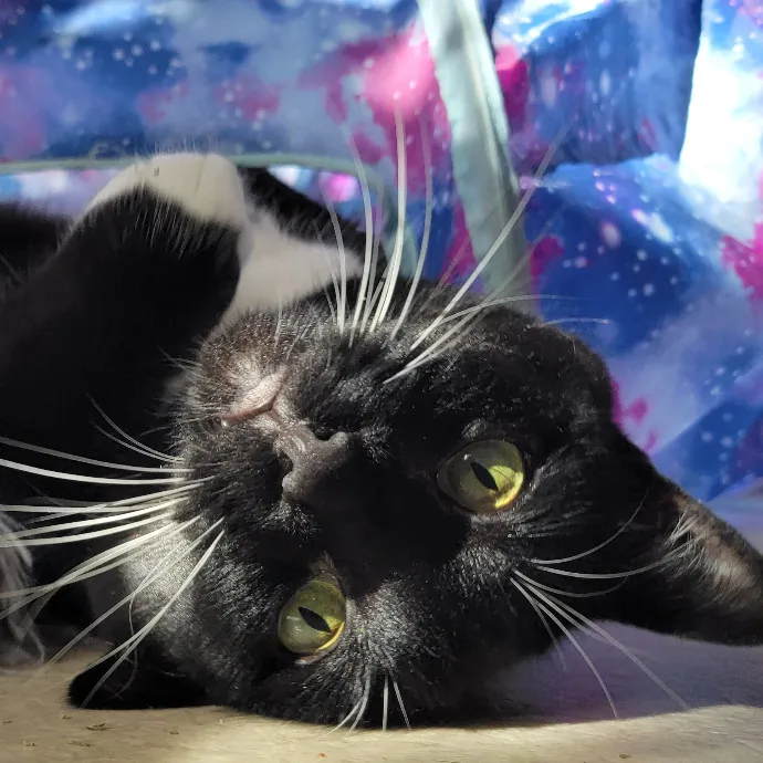 Crystal Whiskers Pampering Purrfectly