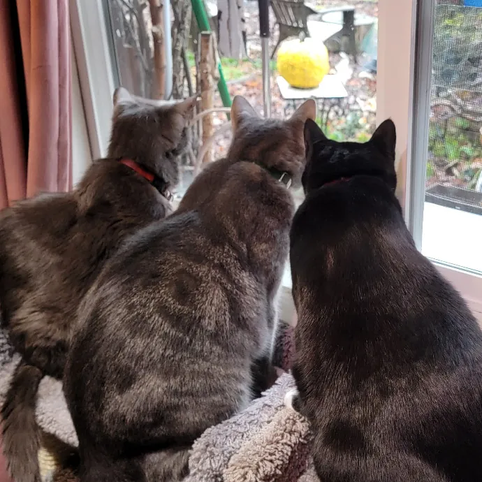 Crystal Whiskers Pampering Purrfectly