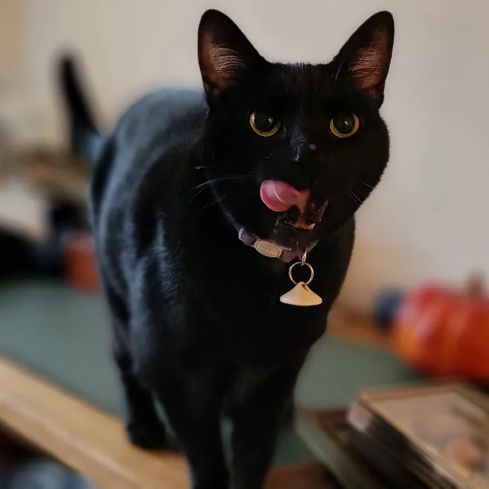 Crystal Whiskers Pampering Purrfectly