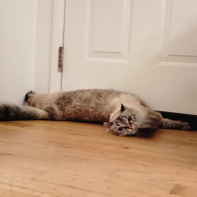 Crystal Whiskers Pampering Purrfectly