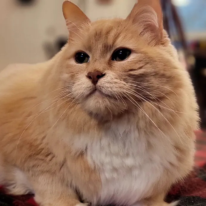 Crystal Whiskers Pampering Purrfectly