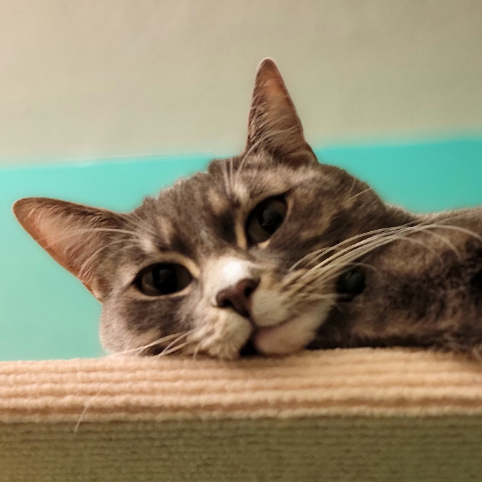 Crystal Whiskers Pampering Purrfectly