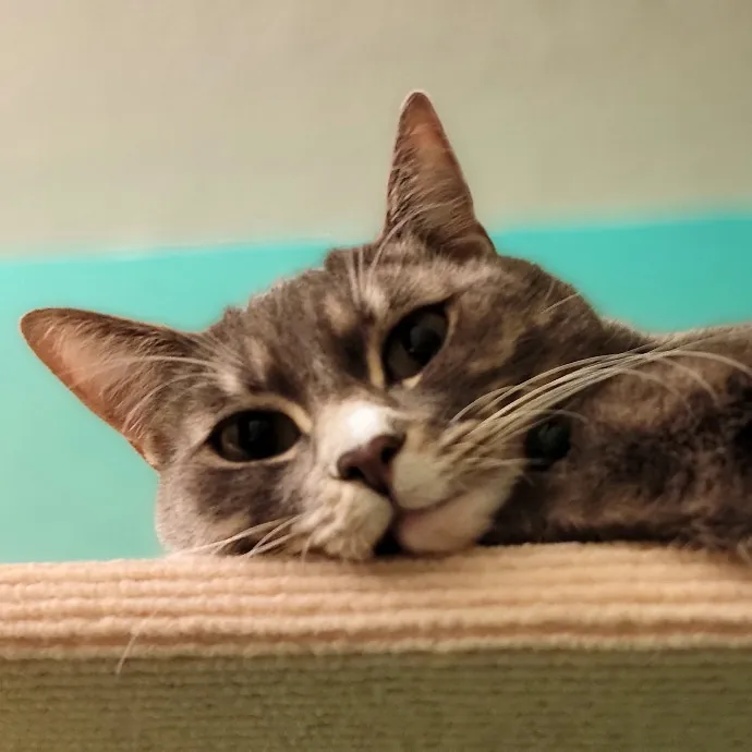 Crystal Whiskers Pampering Purrfectly