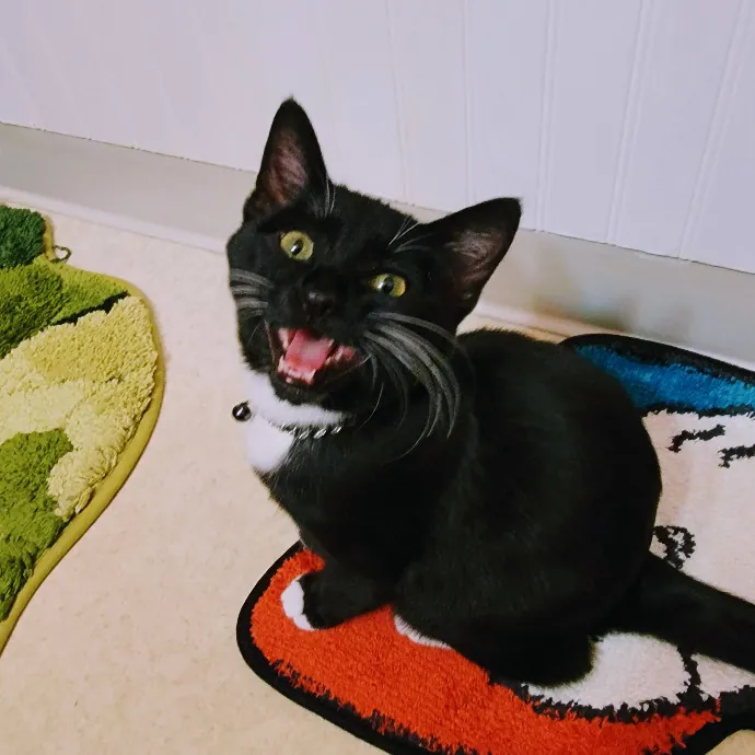 Crystal Whiskers Pampering Purrfectly