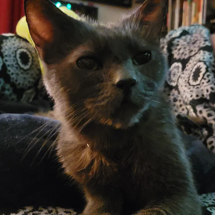 Crystal Whiskers Pampering Purrfectly