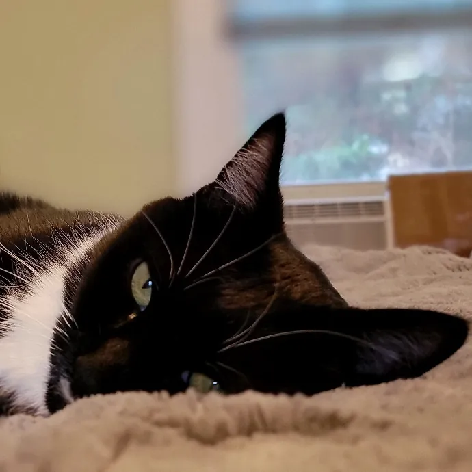 Crystal Whiskers Pampering Purrfectly
