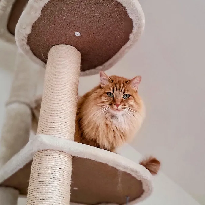 Crystal Whiskers Pampering Purrfectly