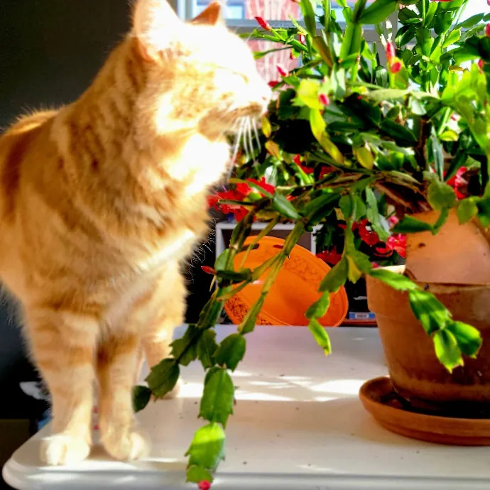 Crystal Whiskers Pampering Purrfectly