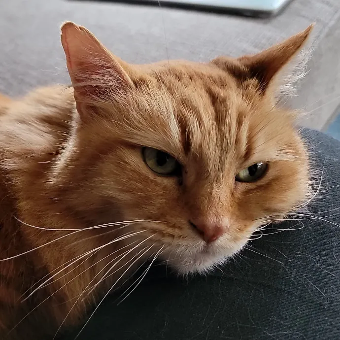 Crystal Whiskers Pampering Purrfectly