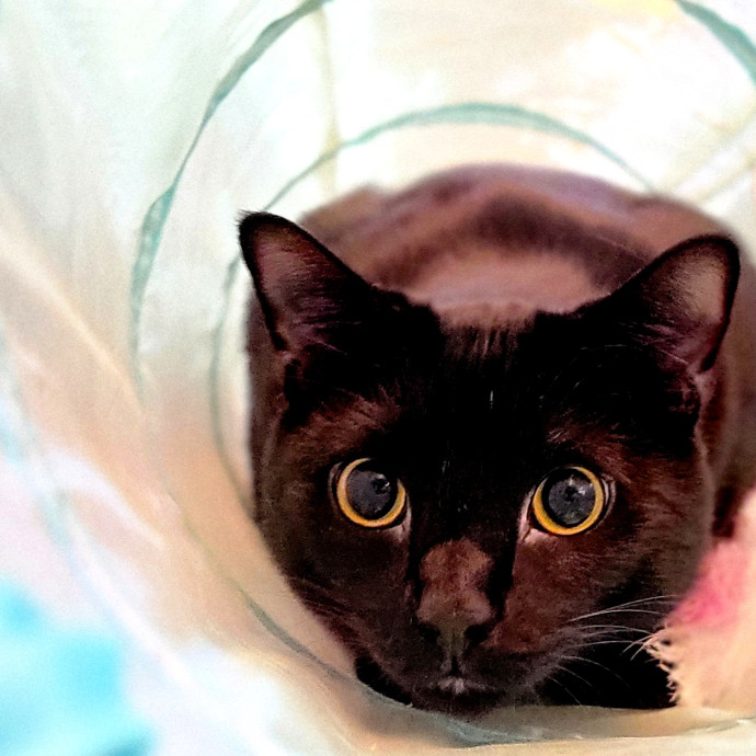 Crystal Whiskers Pampering Purrfectly
