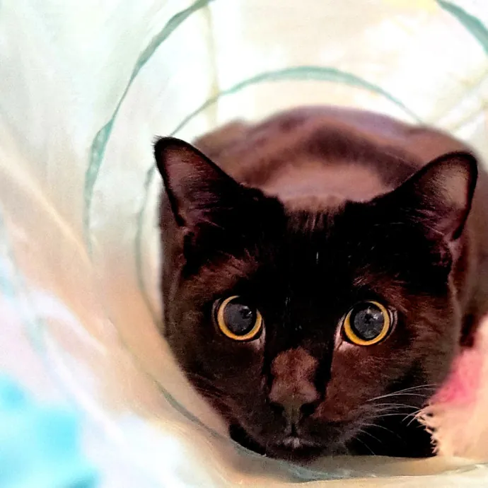 Crystal Whiskers Pampering Purrfectly