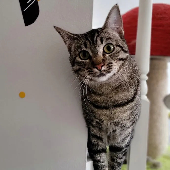 Crystal Whiskers Pampering Purrfectly