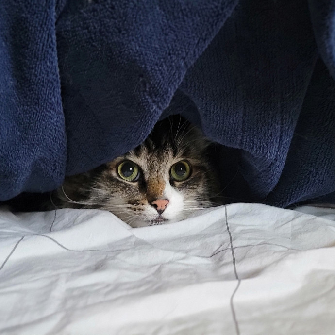 Crystal Whiskers Pampering Purrfectly