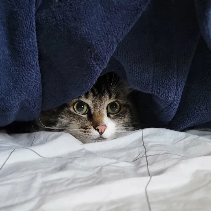 Crystal Whiskers Pampering Purrfectly
