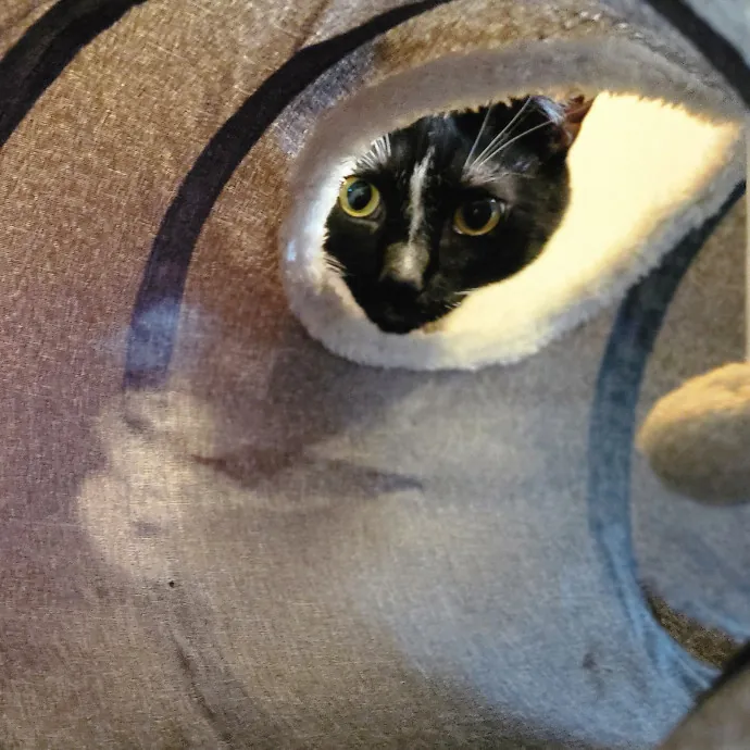 Crystal Whiskers Pampering Purrfectly