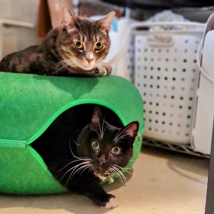 Crystal Whiskers Pampering Purrfectly
