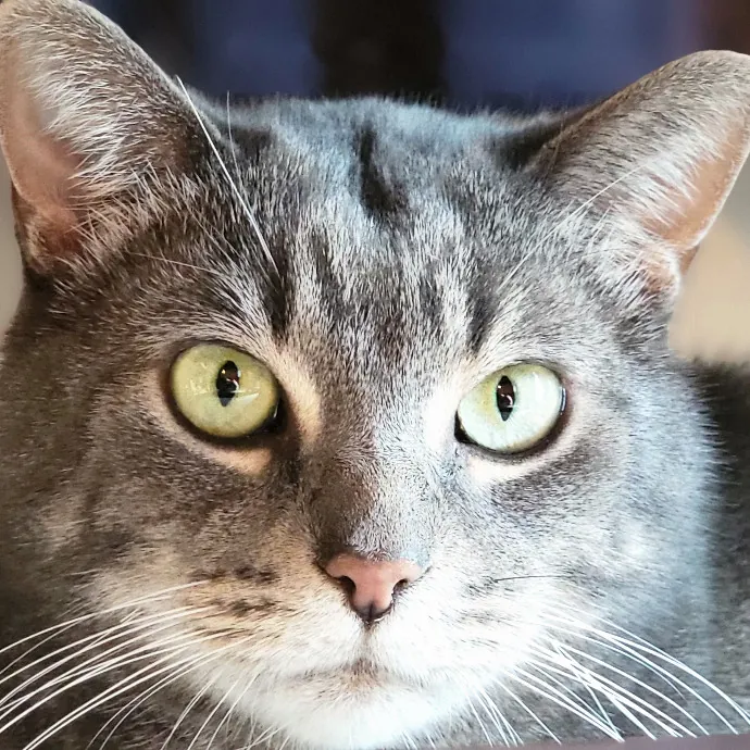 Crystal Whiskers Pampering Purrfectly