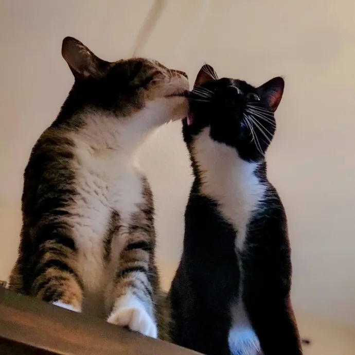 Crystal Whiskers Pampering Purrfectly