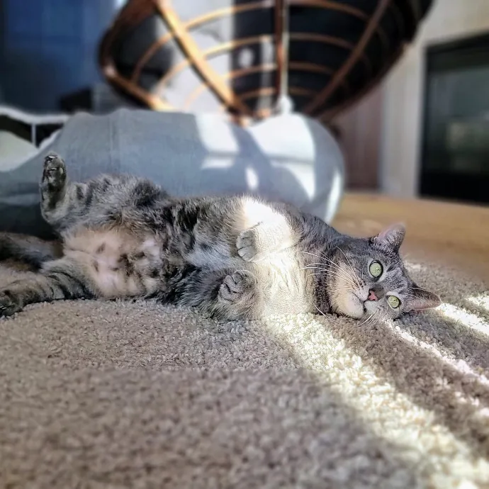 Crystal Whiskers Pampering Purrfectly