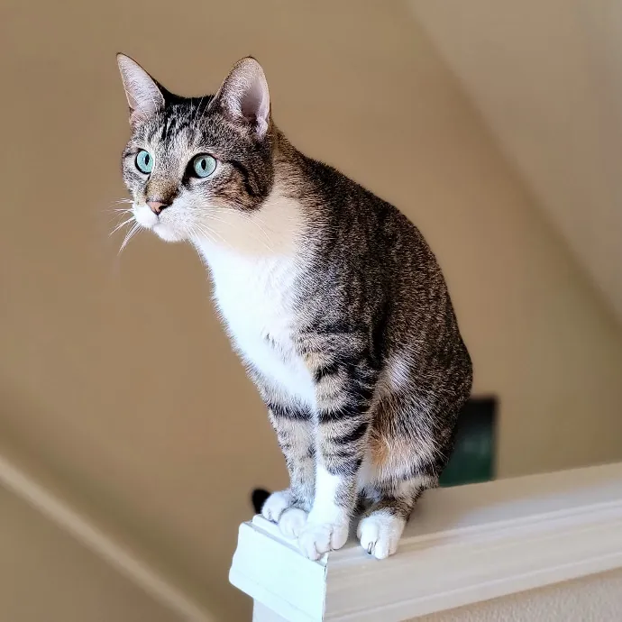 Crystal Whiskers Pampering Purrfectly