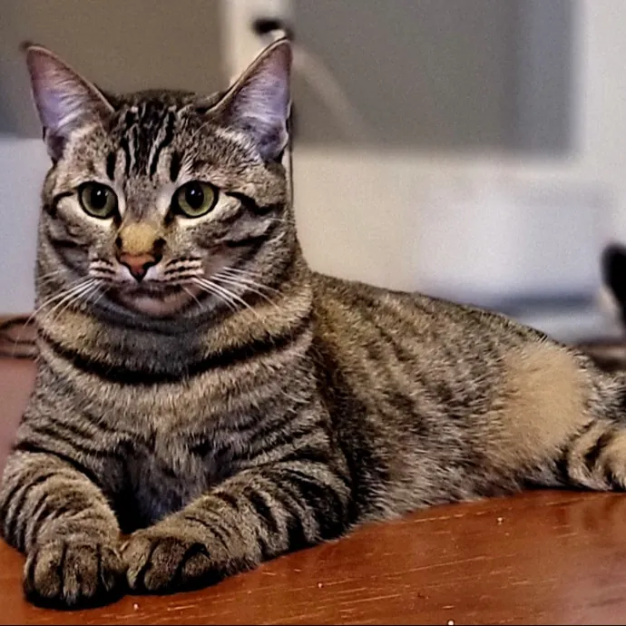 Crystal Whiskers Pampering Purrfectly