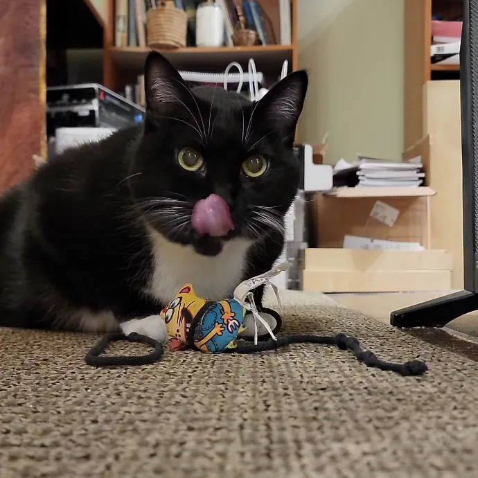 Crystal Whiskers Pampering Purrfectly