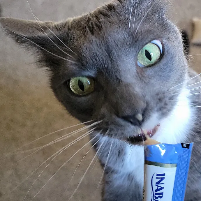 Crystal Whiskers Pampering Purrfectly