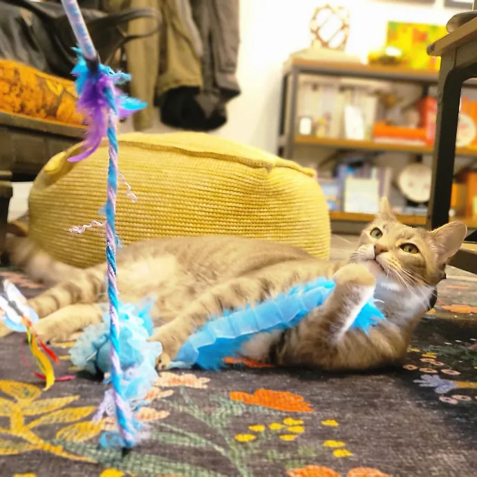 Crystal Whiskers Pampering Purrfectly