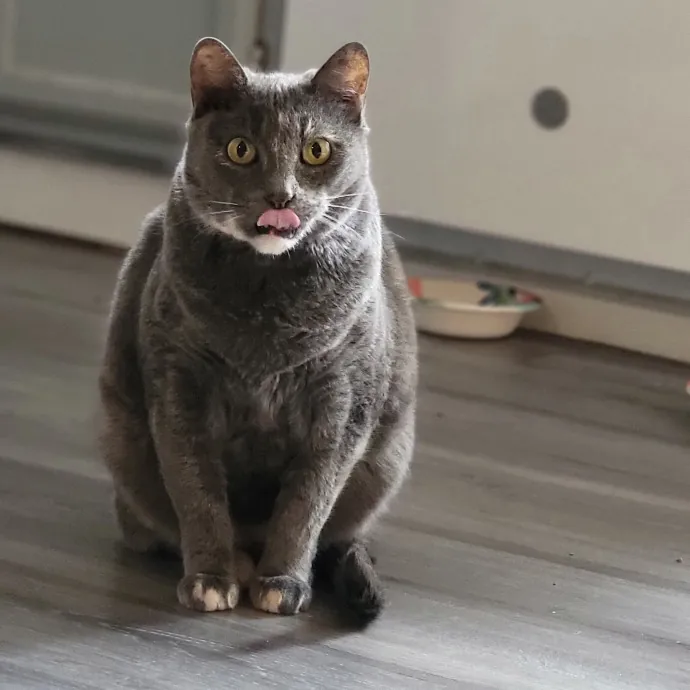 Crystal Whiskers Pampering Purrfectly