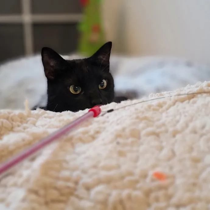 Crystal Whiskers Pampering Purrfectly