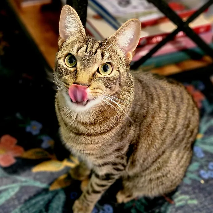 Crystal Whiskers Pampering Purrfectly