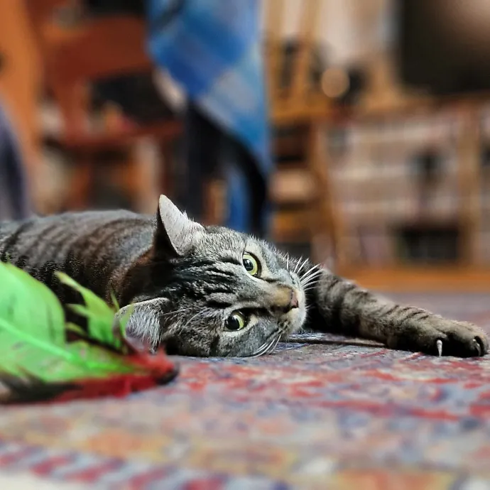 Crystal Whiskers Pampering Purrfectly
