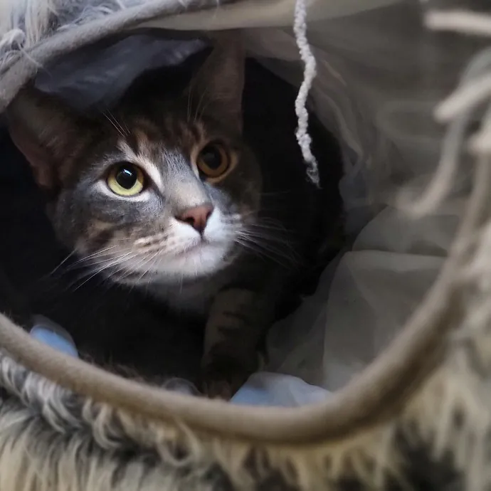 Crystal Whiskers Pampering Purrfectly