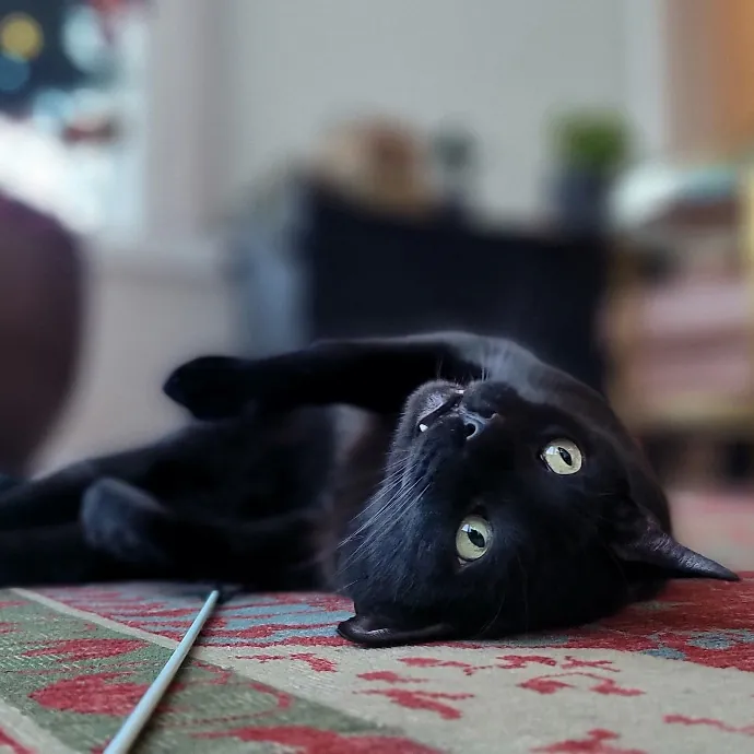 Crystal Whiskers Pampering Purrfectly