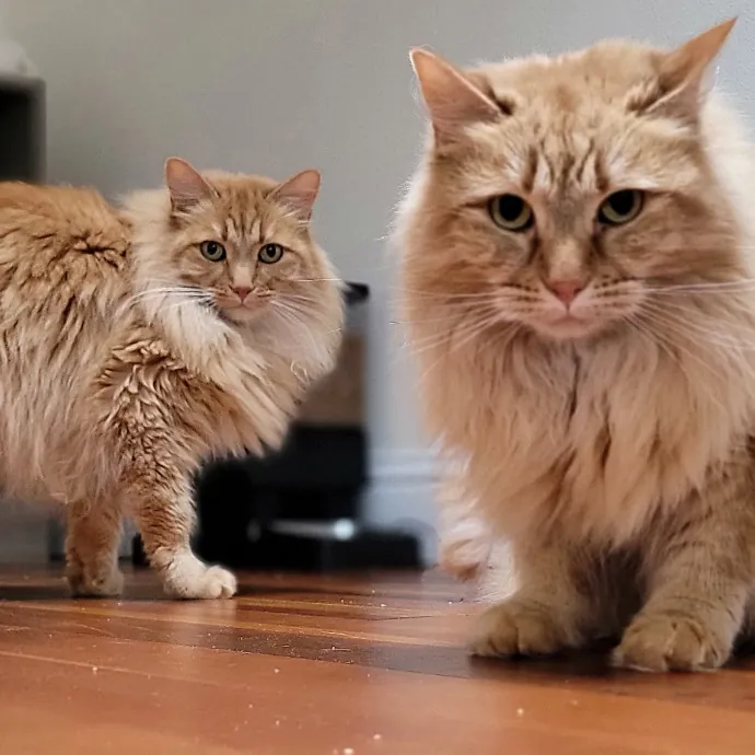 Crystal Whiskers Pampering Purrfectly