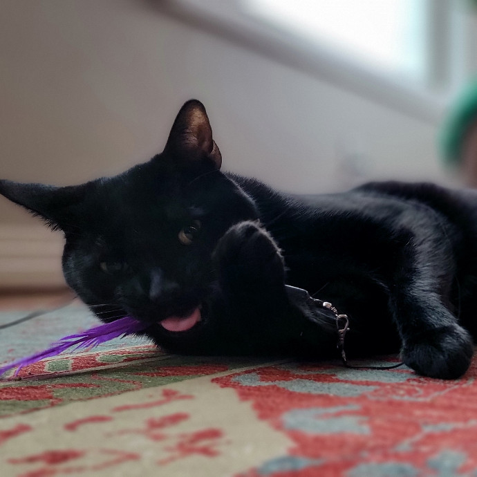 Crystal Whiskers Pampering Purrfectly