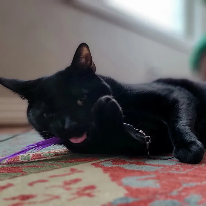 Crystal Whiskers Pampering Purrfectly