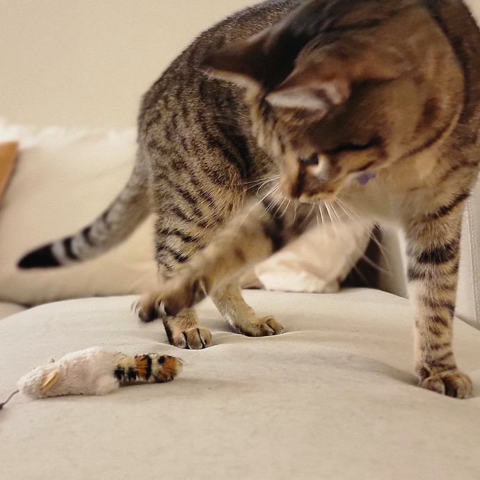 Crystal Whiskers Pampering Purrfectly