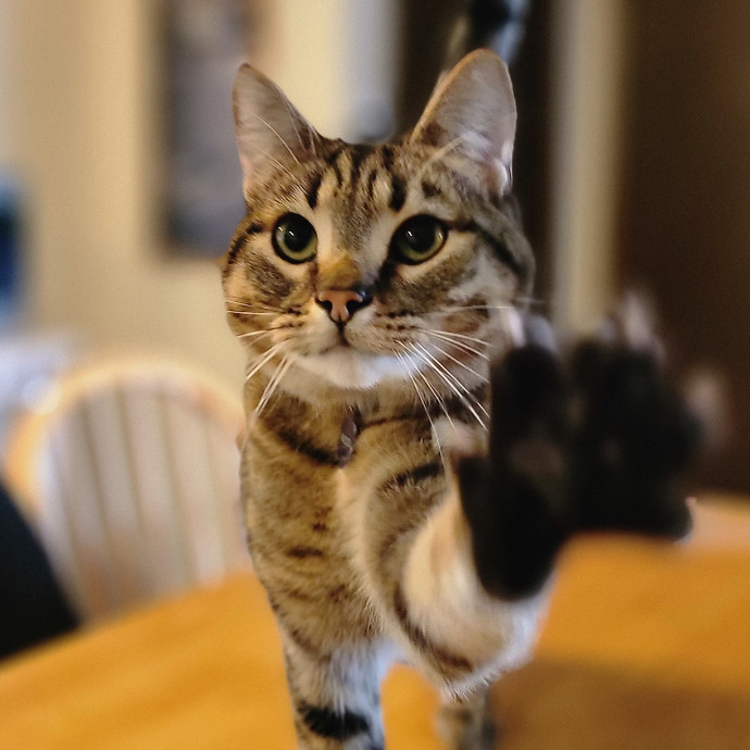 Crystal Whiskers Pampering Purrfectly