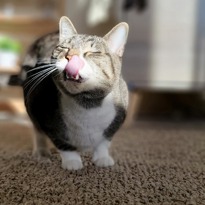 Crystal Whiskers Pampering Purrfectly