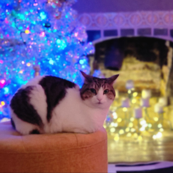 Crystal Whiskers Pampering Purrfectly