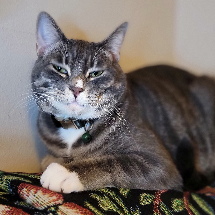 Crystal Whiskers Pampering Purrfectly