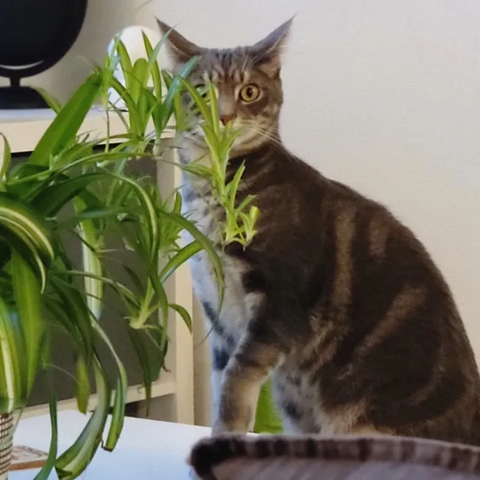 Crystal Whiskers Pampering Purrfectly