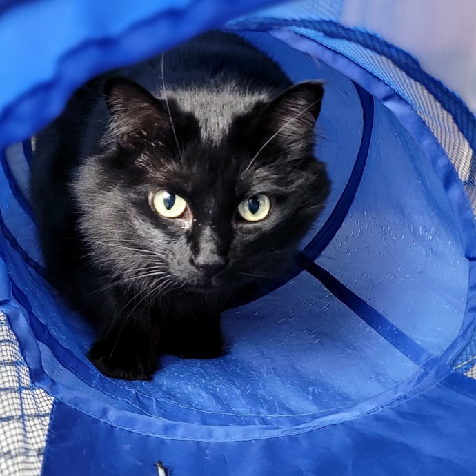Crystal Whiskers Pampering Purrfectly