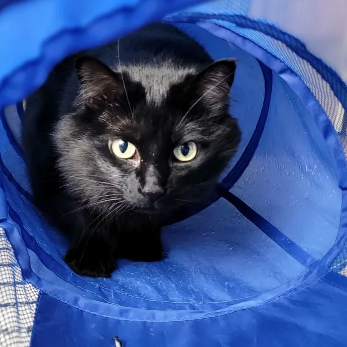 Crystal Whiskers Pampering Purrfectly