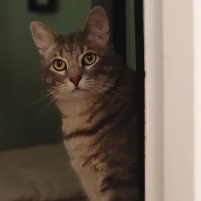 Crystal Whiskers Pampering Purrfectly