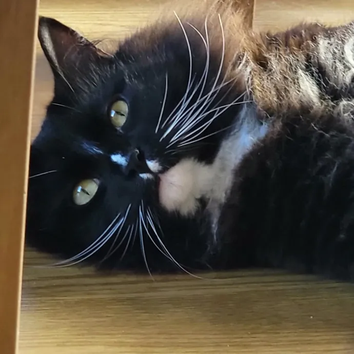 Crystal Whiskers Pampering Purrfectly