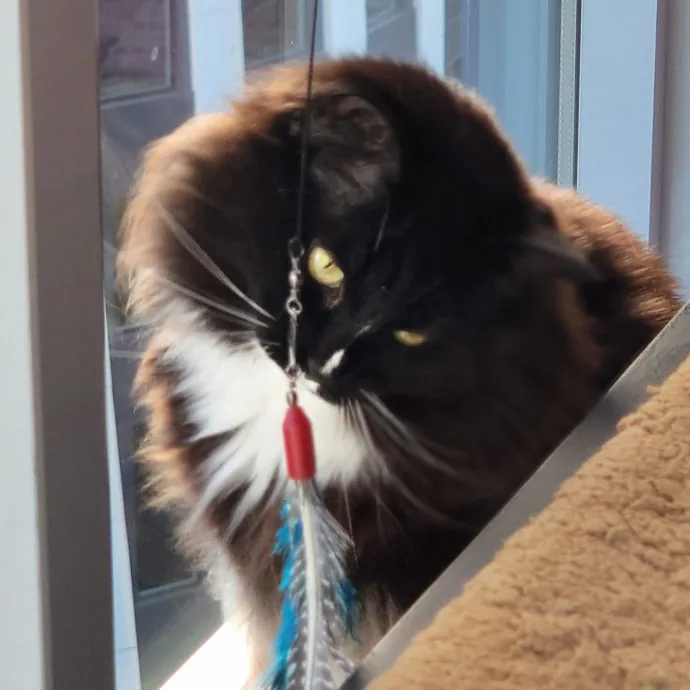 Crystal Whiskers Pampering Purrfectly