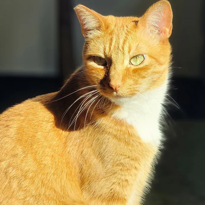 Crystal Whiskers Pampering Purrfectly