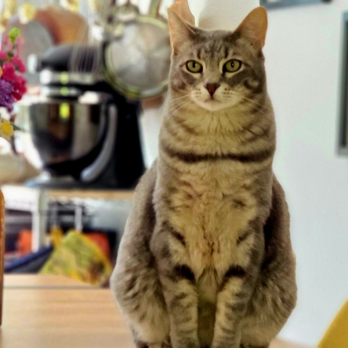 Crystal Whiskers Pampering Purrfectly